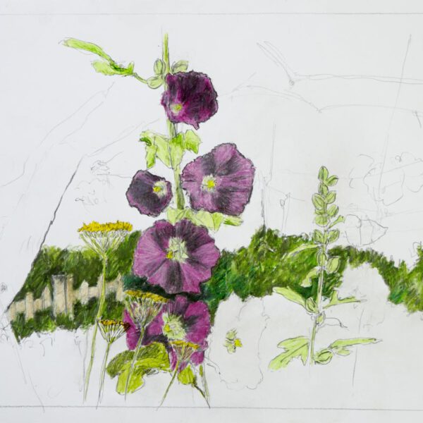 Stockrose 27. Juli 2022, Farbstift auf Papier, 30x40cm