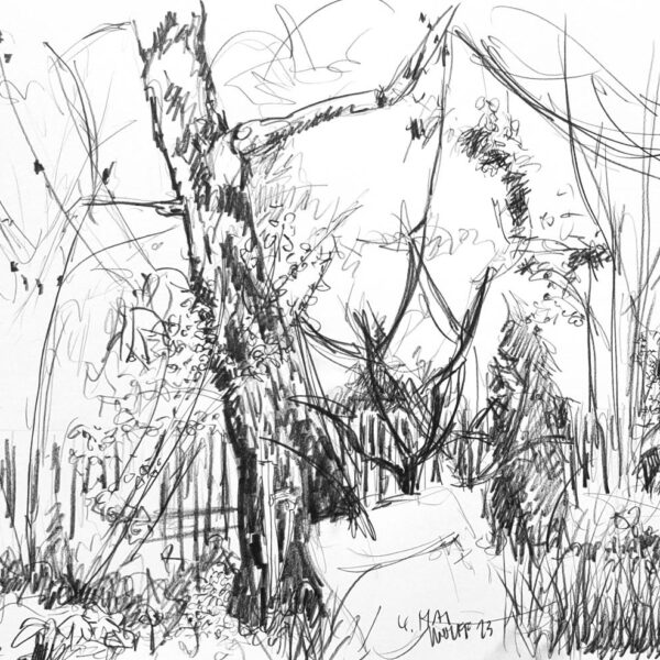 Bei der Birke, 4. Mai, Bleistift ca. 40x60cm