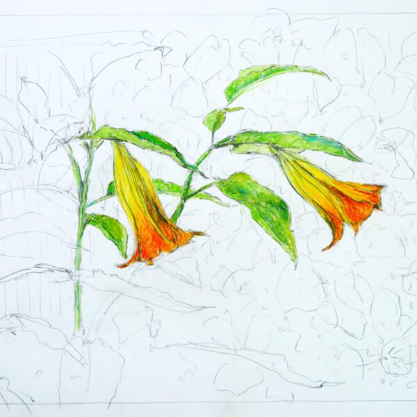 Datura 03.August 2022, Farbstift auf Papier, 30x40cm