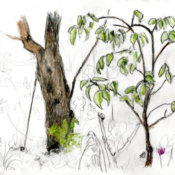 Dogwood 27.Mai 2022, Farbstift auf Papier 21x30cm