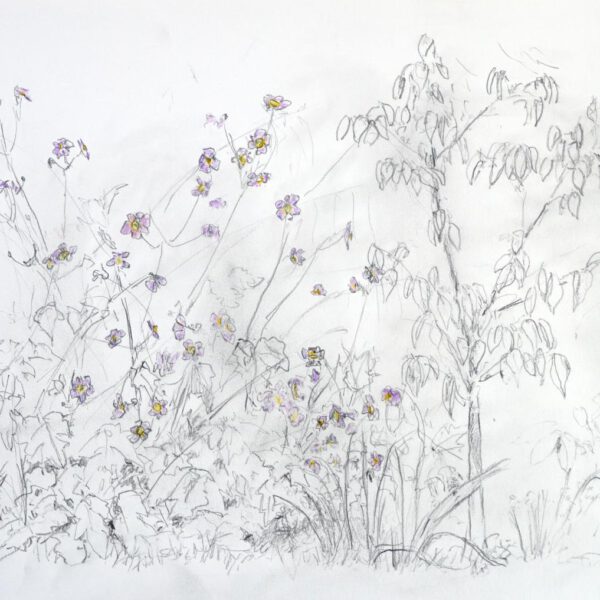 Dogwood mit Blüten, August 2022, Farstift auf Papier, 30x40cm