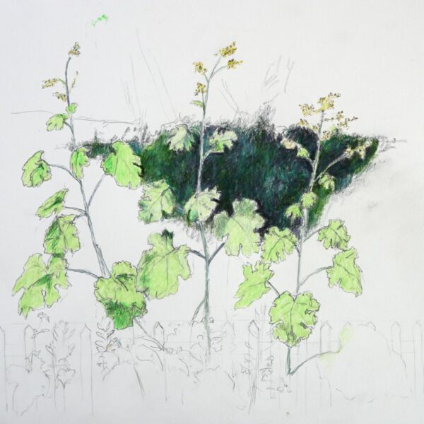 Federmohn 11. August 2022, Farbstift auf Papier, 30x40cm
