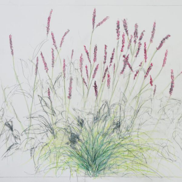 Gartenfeuerwerk 24.Juli 2022, Farbstift auf Papier, 30x42cm