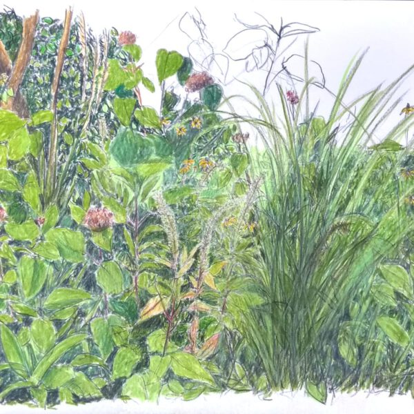 Gartenzeichnung 26. August bis 2. September, Farbstift auf Papier, 30x40cm