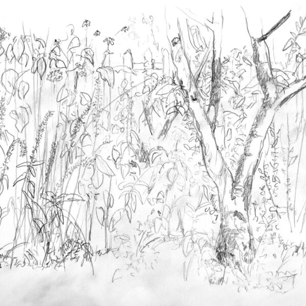 Kirschbaum 06.August 2022, Bleistift auf Papier, 30x40cm