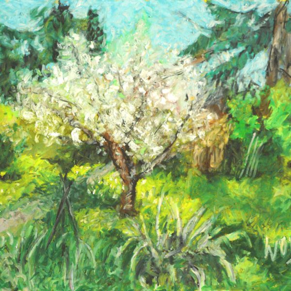 Kirschbaum 26. April 2023, Ölpastell 30x40cm