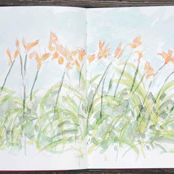 Lilien 13. Juli 2023, Aquarell aus dem Skizzenbuch