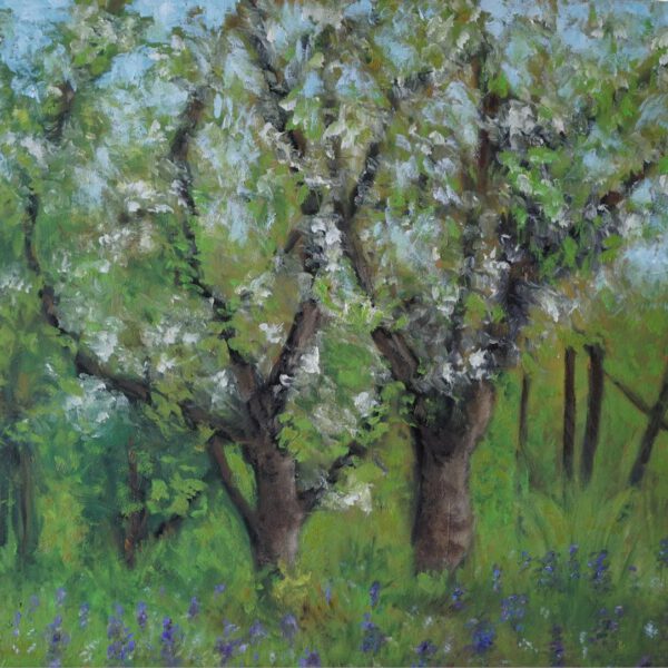 Obstbaumblüte, 16. April 2024, Öl auf Pappe ca. 30x40cm