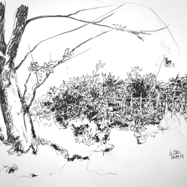 Ontario 16. Mai 2023, Bleistift ca. 40x60cm
