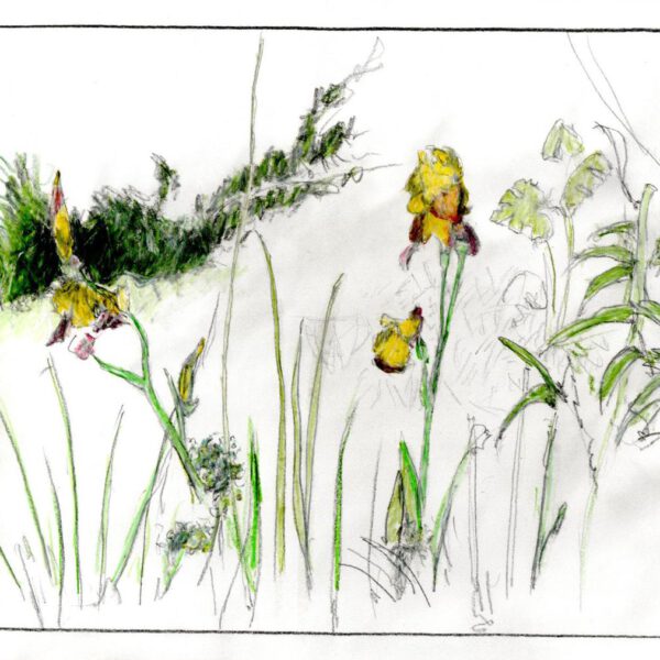 Schwertlilien 29.Mai 2022, Farbstift auf Papier, 21x30cm