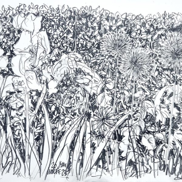 Schwertlilien und Allium vor der Hainbuchenhecke, 20. Mai, Bleistift ca. 30x40cm